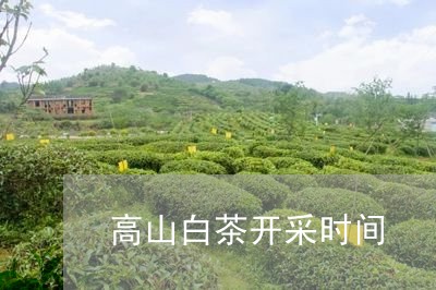 高山白茶开采时间/2023071230703