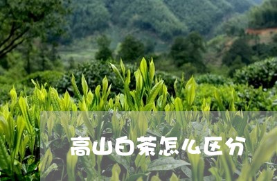 高山白茶怎么区分/2023071281617