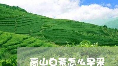 高山白茶怎么早采/2023071243970