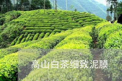 高山白茶细致泥膜/2023071241705