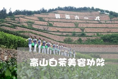 高山白茶美容功效/2023071286263