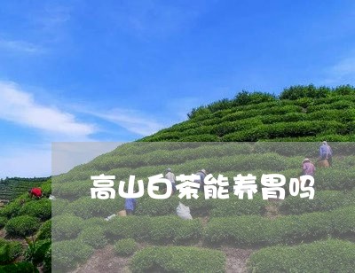 高山白茶能养胃吗/2023071222947