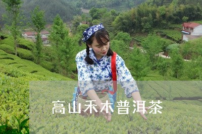 高山禾木普洱茶/2023102614160