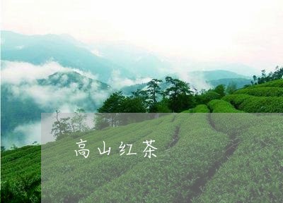 高山红茶/2023090188424