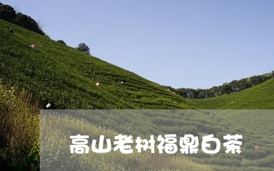 高山老树福鼎白茶/2023090575036