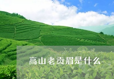 高山老贡眉是什么/2023090792593