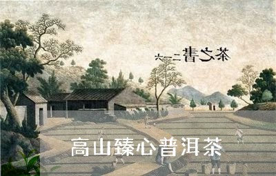 高山臻心普洱茶/2023101678180