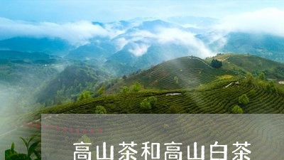 高山茶和高山白茶/2023071264726