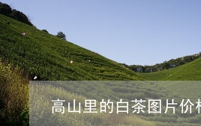 高山里的白茶图片价格高清/2023111584058