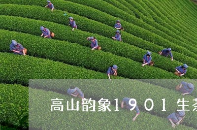 高山韵象1901生茶/2023071605861