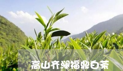 高山齐澜福鼎白茶/2023112631671