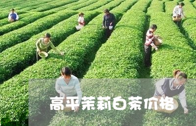 高平茉莉白茶价格/2023071273069