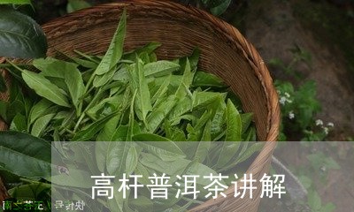 高杆普洱茶讲解/2023102670712