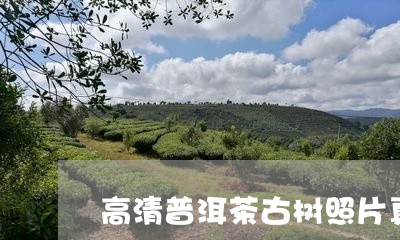 高清普洱茶古树照片真实/2023112704068