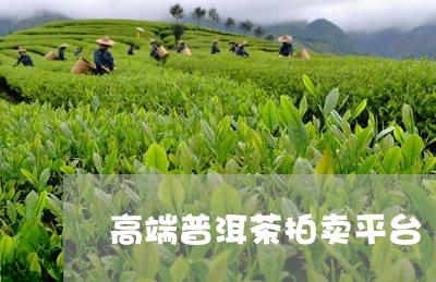 高端普洱茶拍卖平台/2023071003823