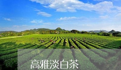 高雅淡白茶/2023051224162