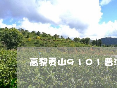 高黎贡山9101普洱茶/2023082734259