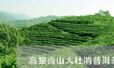 高黎贡山大杜鹃普洱茶/2023121842715