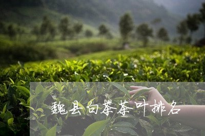 魏县白茶茶叶排名/2023071237059