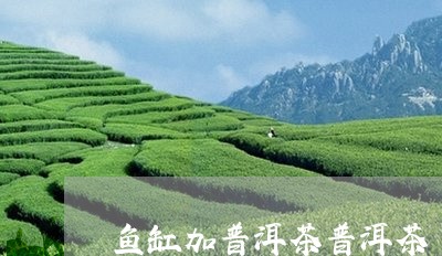 鱼缸加普洱茶普洱茶/2023070965137