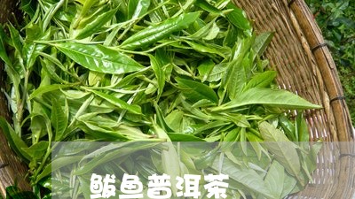 鲅鱼普洱茶/2023090534037