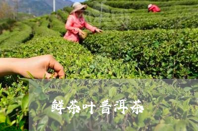 鲜茶叶普洱茶/2023042624611