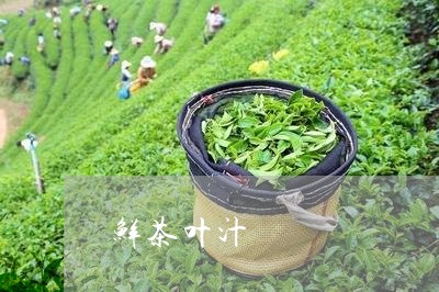 鲜茶叶汁/2023090170492