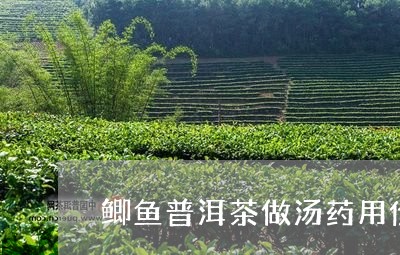 鲫鱼普洱茶做汤药用价值/2023120768516