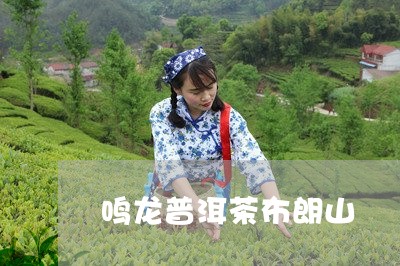 鸣龙普洱茶布朗山/2023101604393