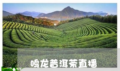 鸣龙普洱茶直播/2023101660785