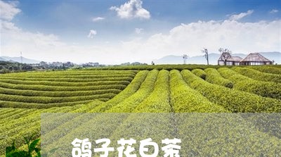 鸽子花白茶/2023051225859