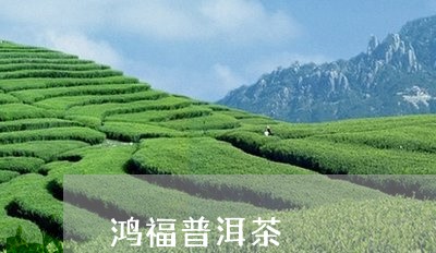 鸿福普洱茶/2023090648371