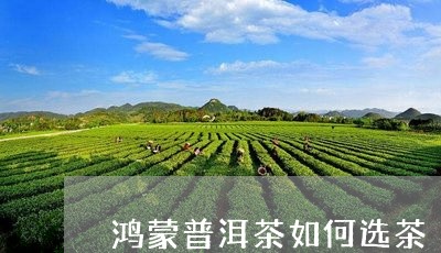 鸿蒙普洱茶如何选茶/2023091587241