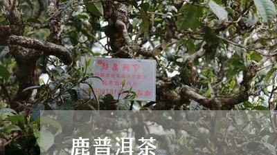 鹿普洱茶/2023121817483