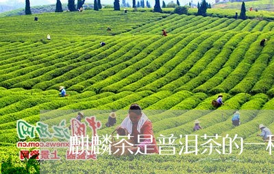 麒麟茶是普洱茶的一种吗/2023050657294