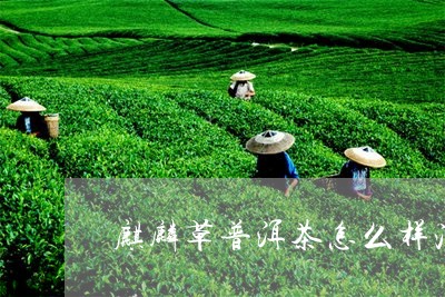 麒麟草普洱茶怎么样泡好/2023050491424