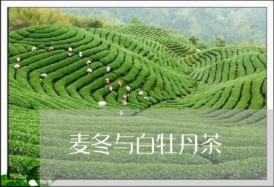 麦冬与白牡丹茶/2023112362706