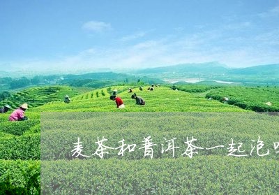 麦茶和普洱茶一起泡吗/2023072236270