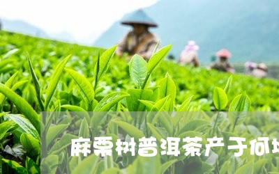 麻栗树普洱茶产于何地区/2023110896948