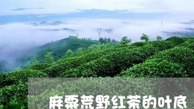 麻粟荒野红茶的叶底/2023042299503