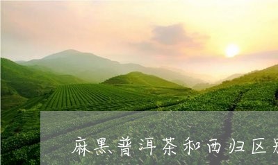 麻黑普洱茶和西归区别/2023061703958