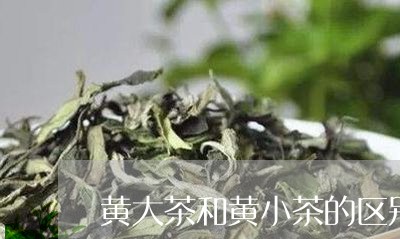 黄大茶和黄小茶的区别/2023060972925