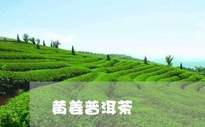 黄姜普洱茶/2023090630494