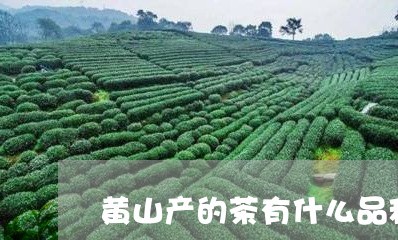 黄山产的茶有什么品种/2023071532706