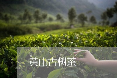 黄山古树茶/2023041728245