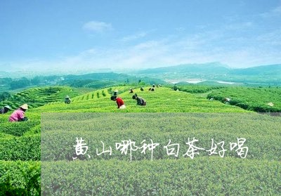 黄山哪种白茶好喝/2023071301725