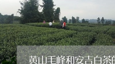 黄山毛峰和安吉白茶的区别图片/2023111489475