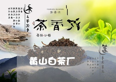 黄山白茶厂/2023051273805