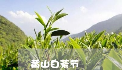 黄山白茶节/2023051297259