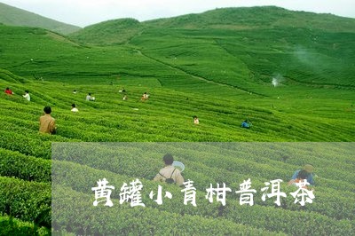 黄罐小青柑普洱茶/2023101683626